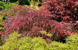 Afbeelding Japanse Esdoorn 'Inaba-shidare' , meerstammig - Acer palmatum 'Inaba-shidare'