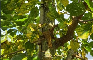 Afbeelding Moerbei, White Berry - Morus alba 'White Berry'