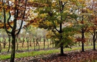 Afbeelding Rode beuk als klimboom - Fagus sylvatica 'Atropunicea'