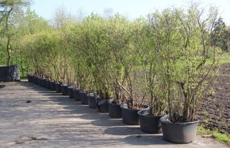 Afbeelding Blauwe bes - Vaccinium corymbosum 'Goldtraube 23'