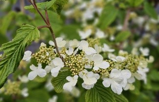 Afbeelding Japanse Sneeuwbal  'St Keverne' - Viburnum plicatum 'St Keverne'