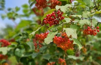Afbeelding Gelderse Roos - Viburnum opulus