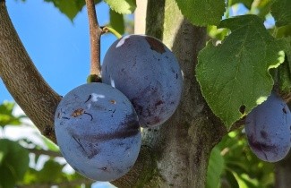 Afbeelding Pruim 'Hauszwetsche' - Prunus domestica 'Hauszwetsche'
