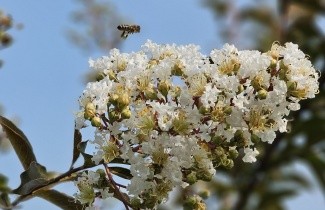 Afbeelding Lagerstroemia 'Natchez' - Lagerstroemia ind. Natchez"