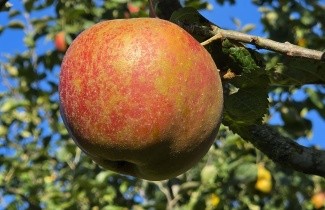 Afbeelding Appel 'Rode Boskoop' - Malus domestica 'Rode Boskoop'