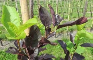 Afbeelding Sierkers, 'Shubert' KOPIE - Prunus virginiana 'Shubert'