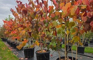 Afbeelding Amerikaanse Judasboom - Cercis canadensis 'Forest Pansy'