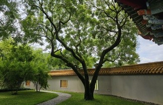 Afbeelding Chinese Vernisboom - Koelreuteria paniculata