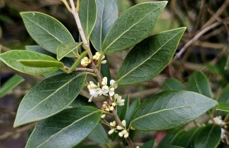 Afbeelding Schijnhulst - Osmanthus heterophyllus