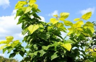 Afbeelding Gouden trompetboom  - Catalpa bignonioides 'Aurea'
