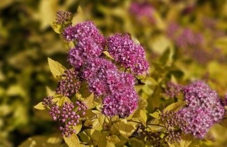 Afbeelding Spierstruik 'Golden Princess' - vakbeplanting - Spiraea japonica 'Golden Princess'