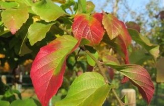 Afbeelding Perzisch IJzerhout - Parrotia persica