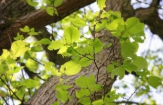 Afbeelding Iep 'Lobel' - Ulmus 'Lobel'