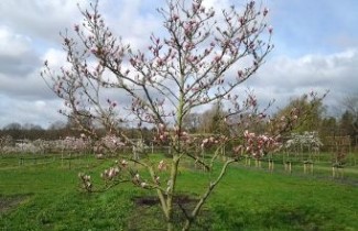 Afbeelding Magnolia 'Royal Crown' - Magnolia 'Royal Crown'