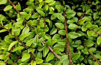 Afbeelding Kamperfoelie 'Maigrun' - vakbeplanting - Lonicera nitida 'Maigrun'