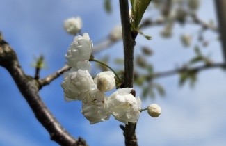 Afbeelding Dubbele Sierkers - Prunus avium 'Plena'