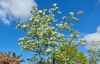 Afbeelding Grootbloemige kornoelje - Cornus 'Eddie's White Wonder'