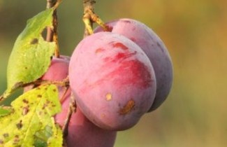 Afbeelding Pruim 'Sanctus Hubertus' - Prunus domestica 'Sanctus Hubertus'