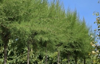 Afbeelding Tamarisk - Tamarix tetrandra
