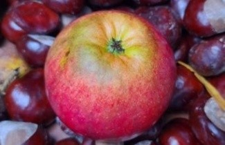 Afbeelding Appel  'Ecolette' - Malus domestica  'Ecolette'