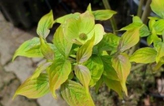 Afbeelding Kornoelje 'Aurora' - Cornus x rutban 'Aurora'