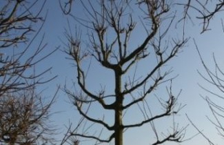 Afbeelding Amerikaanse eik - Quercus rubra