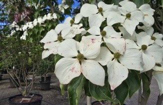 Afbeelding Japanse grootbloemige kornoelje - Cornus kousa chinensis