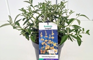 Afbeelding Vlinderstruik 'Sungold' - Buddleja weyeriana 'Sungold'