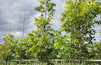 Afbeelding Pecannoot  'Pawnee' - carya illinoinensis 'Pawnee'