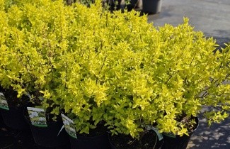 Afbeelding Boerenjasmijn 'Aureus' - Philadelphus coronarius 'Aureus'