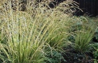 Afbeelding Pijpestrootje 'Variegata' - Molinia caerulea 'Variegata'