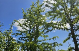 Afbeelding Japanse Larix 'Diana' - Larix kaempferi 'Diana'
