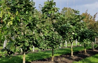 Afbeelding Pontische eik - Quercus pontica