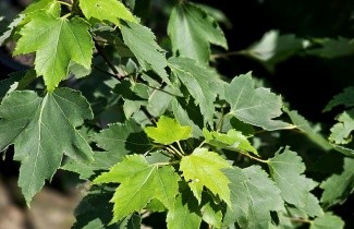 Afbeelding Rode Esdoorn - Acer rubrum