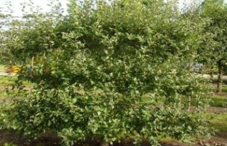 Afbeelding Appel 'Gravensteiner' - Malus domestica 'Gravensteiner'