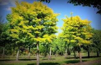 Afbeelding Valse Christusdoorn - Gleditsia triacanthos 'Sunburst'