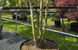 Afbeelding Koningslinde - Tilia x europaea 'Pallida'