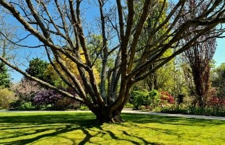 Afbeelding Pontische eik - Quercus pontica