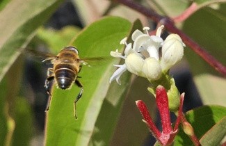 Afbeelding Zevenzonenboom - Heptacodium miconoides