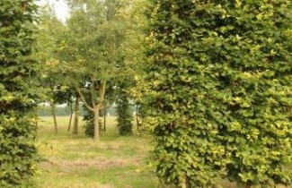 Afbeelding Groene beuk - Haagscherm - Fagus sylvatica