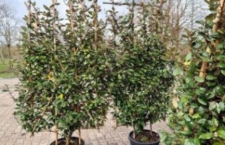 Afbeelding Olijfwilg - Haagscherm - Elaeagnus ebbingei
