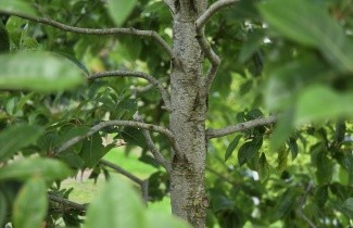 Afbeelding Zwarte tupeloboom 'Wildfire' - Nyssa sylvatica 'Wildfire'