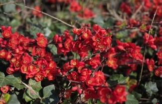 Afbeelding Japanse sierkwee - vakbeplanting - Chaenomeles japonica