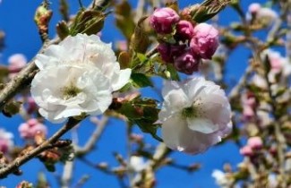 Afbeelding Japanse sierkers Hokusai - Prunus Hokusai