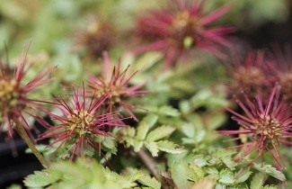 Afbeelding Stekelnootje - Acaena micropyl. 'Kupferteppich'