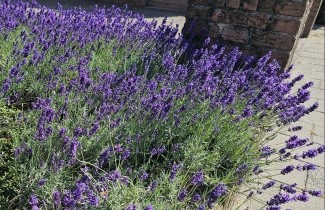 Afbeelding Lavendel 'Munstead' - Lavandula ang. 'Munstead'