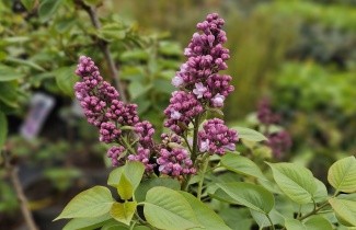 Afbeelding Sering 'Belle de Nancy' - Syringa vulgaris 'Belle de Nancy'