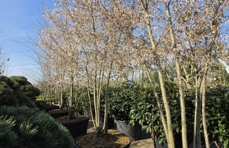 Afbeelding Sierkers 'The Bride' - Prunus 'The Bride'
