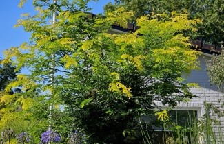 Afbeelding Valse Christusdoorn 'Sunburst' - Gleditsia triacanthos 'Sunburst'