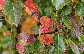 Afbeelding Sierpeer - Pyrus calleryana 'Chanticleer'